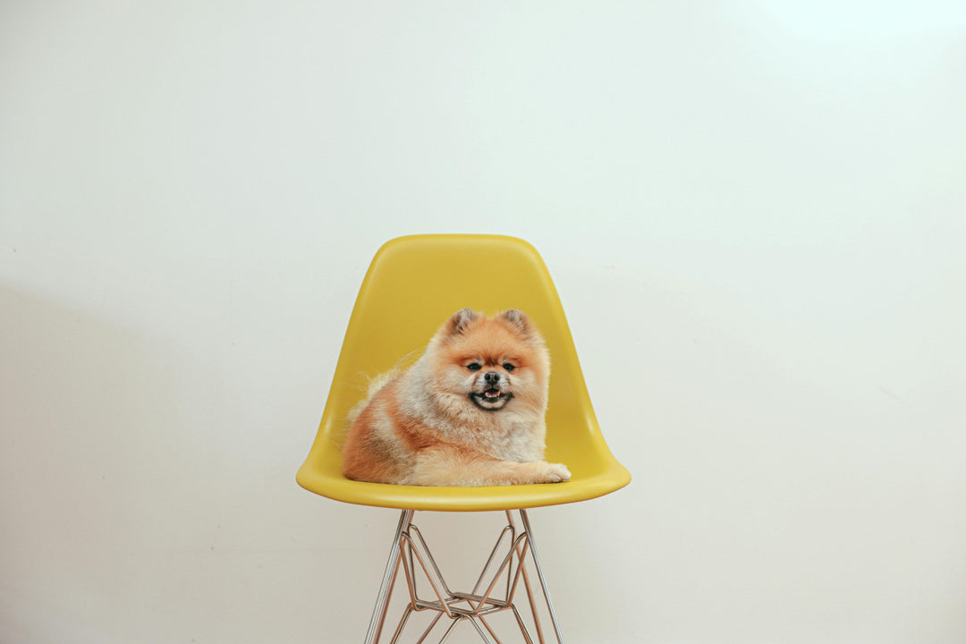 5 Common Pet Grooming Mistakes and How to Avoid Them