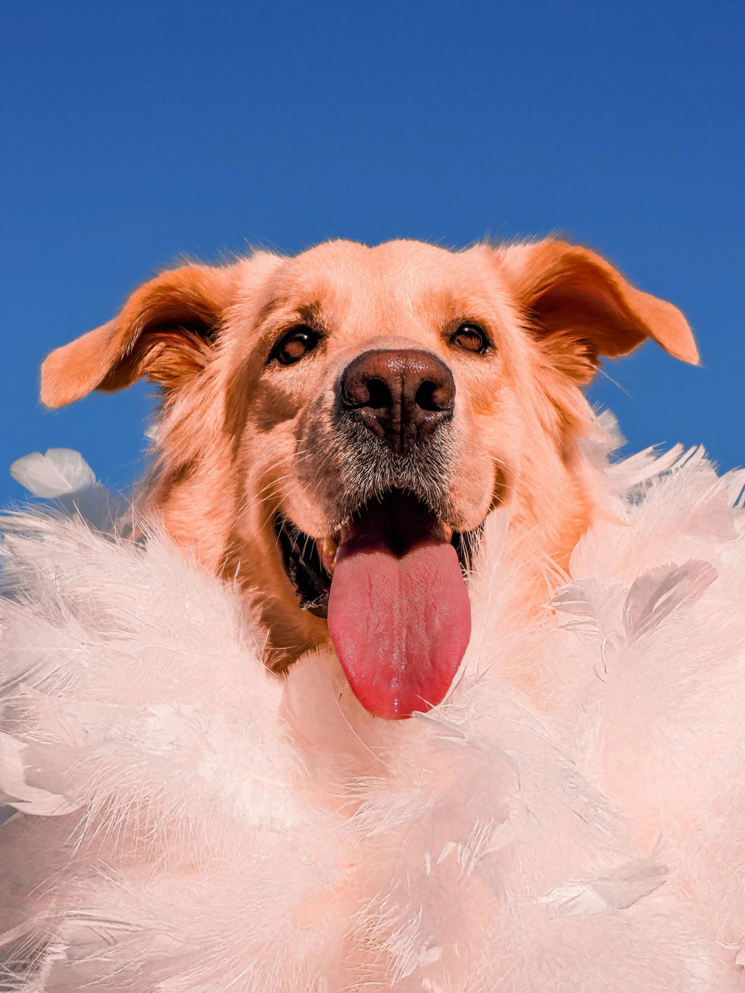From Shabby to Chic: How Pet Grooming Elevates Mood and Health