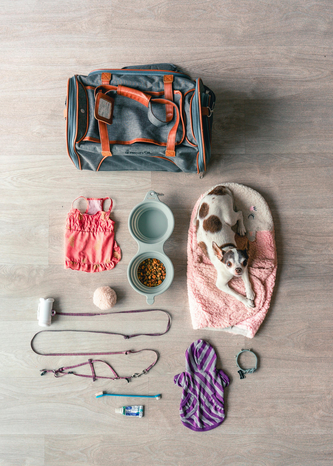 How to Build a Successful Pet Grooming Business: Essential Tips for Aspiring Groomers