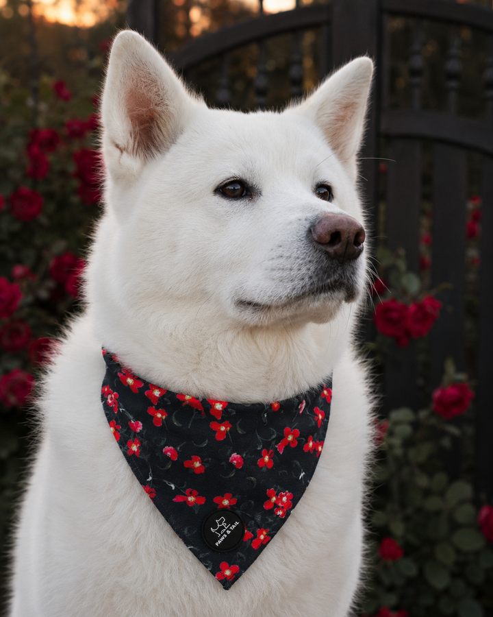 Rosé Reverie Bandana