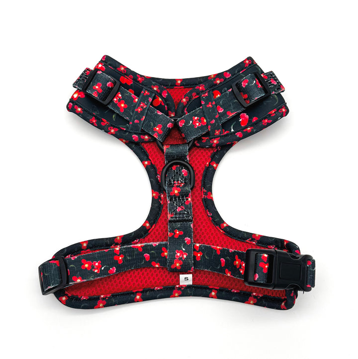 Rosé Reverie Harness Walk Set