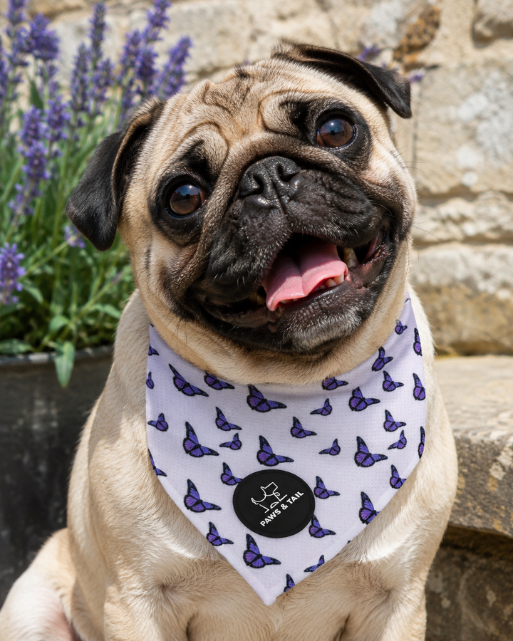 Violet Wings Bandana