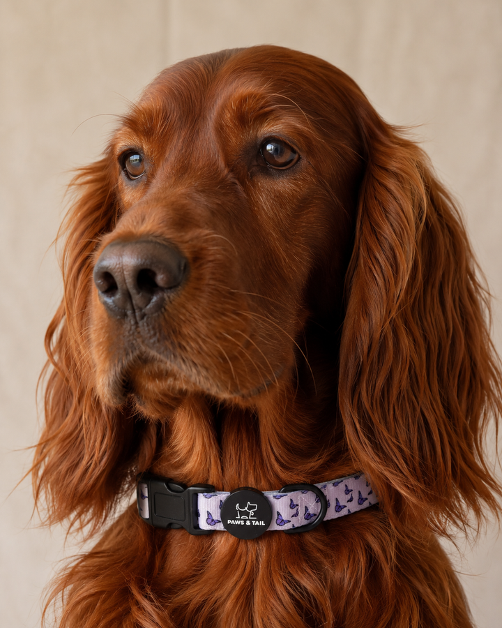 Violet Wings Collar