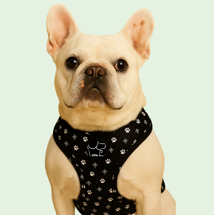Black Diamond Harness