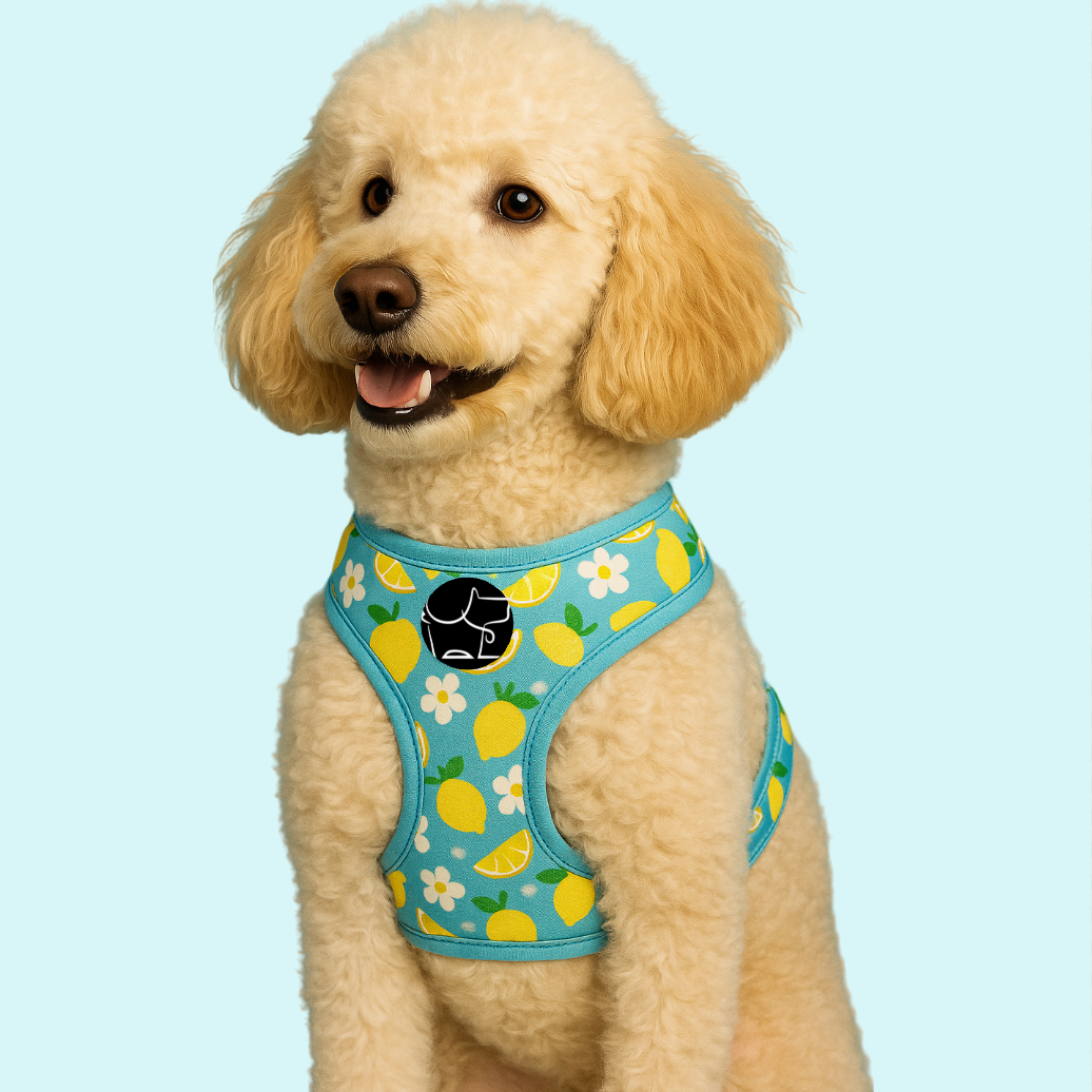 Sunny Citrus Bloom Harness