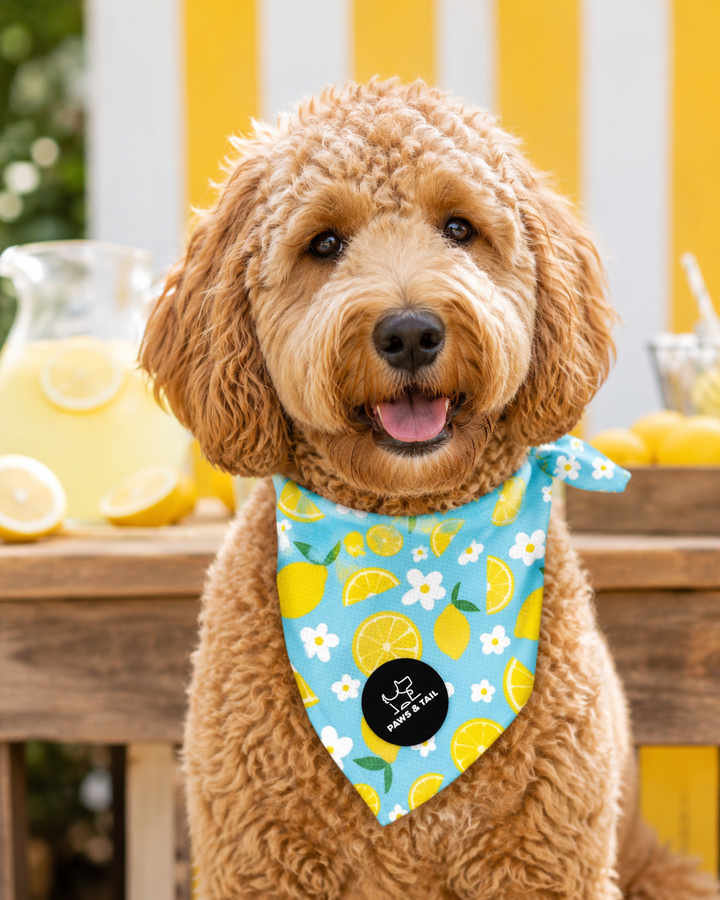 Sunny Citrus Bloom Bandana