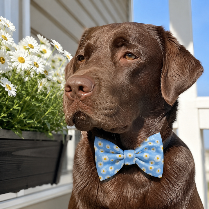Daisy Daze Bow Tie