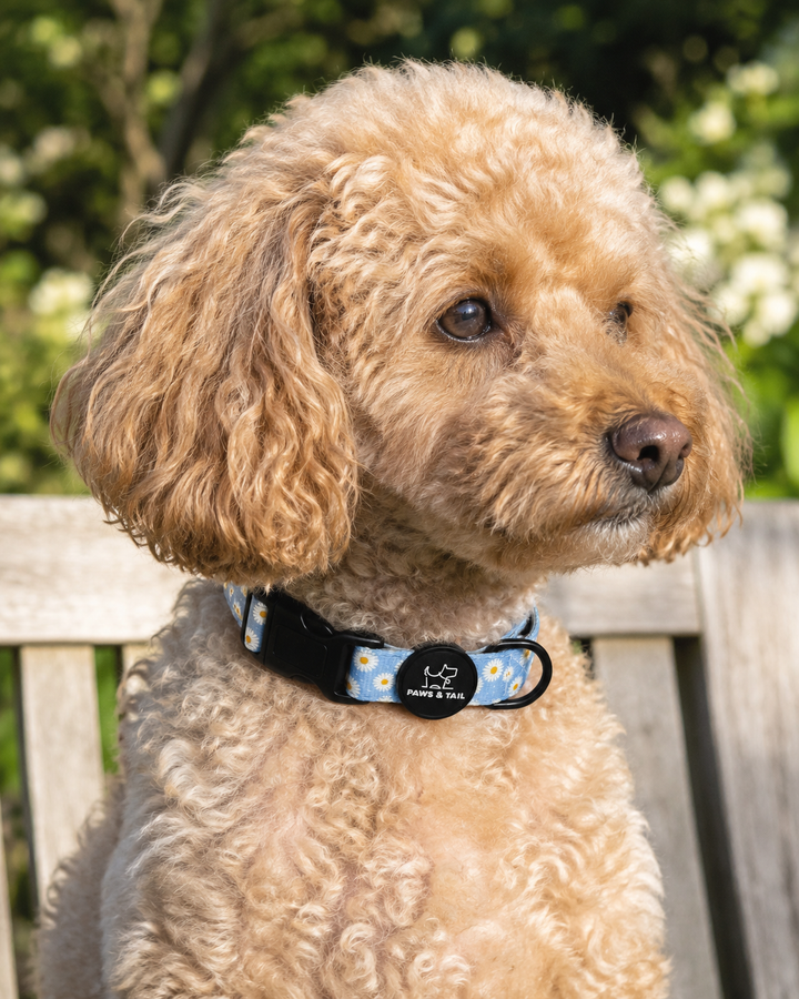 Daisy Daze Collar