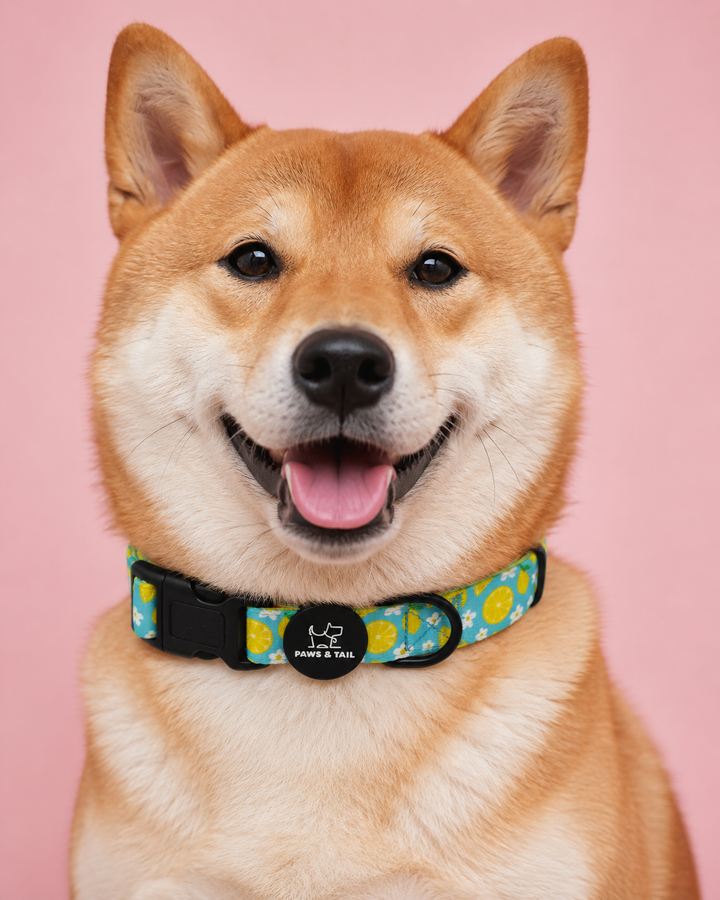 Sunny Citrus Bloom Collar