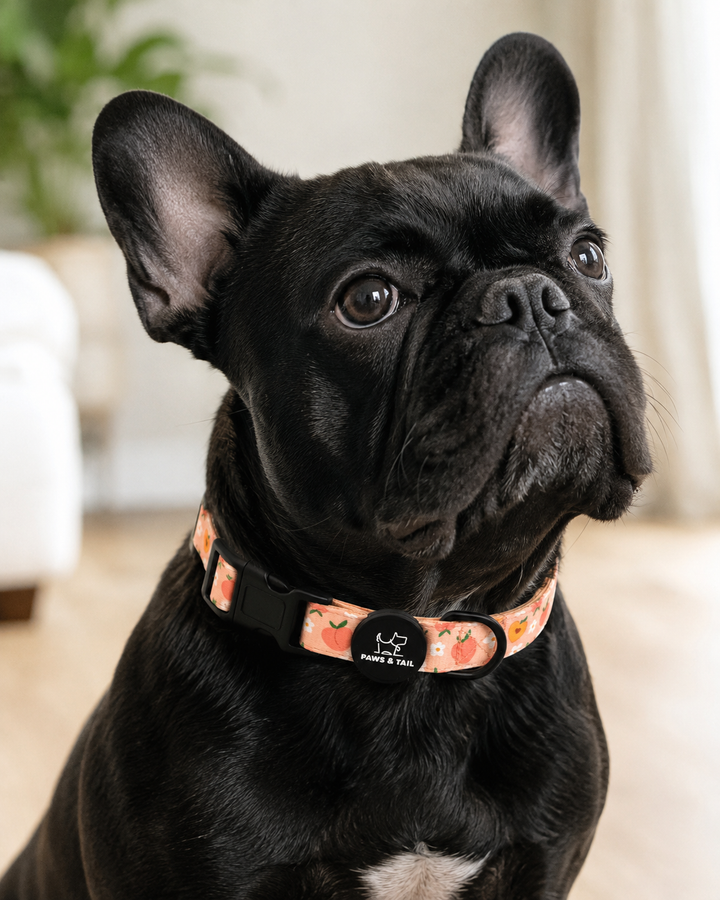 Peachy Bloom Collar