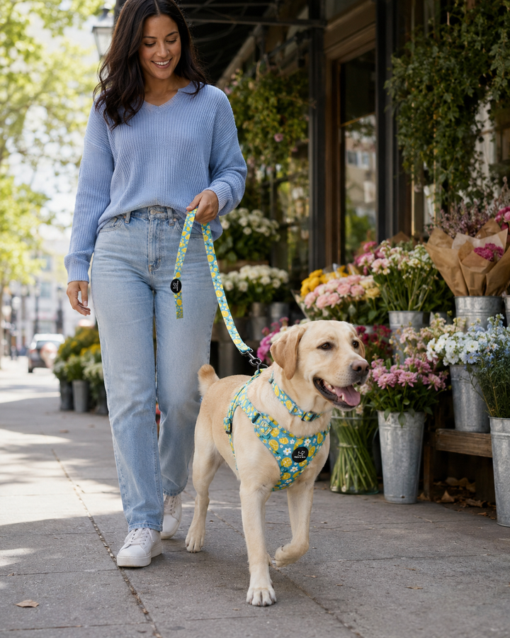 Sunny Citrus Bloom Harness Walk Set