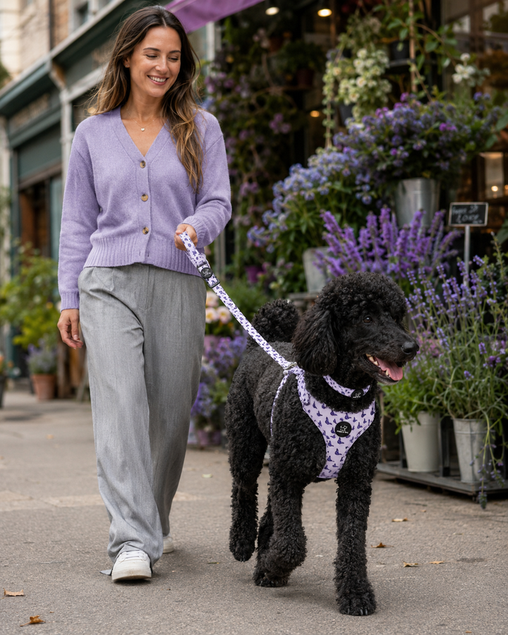 Violet Wings Harness Walk Set