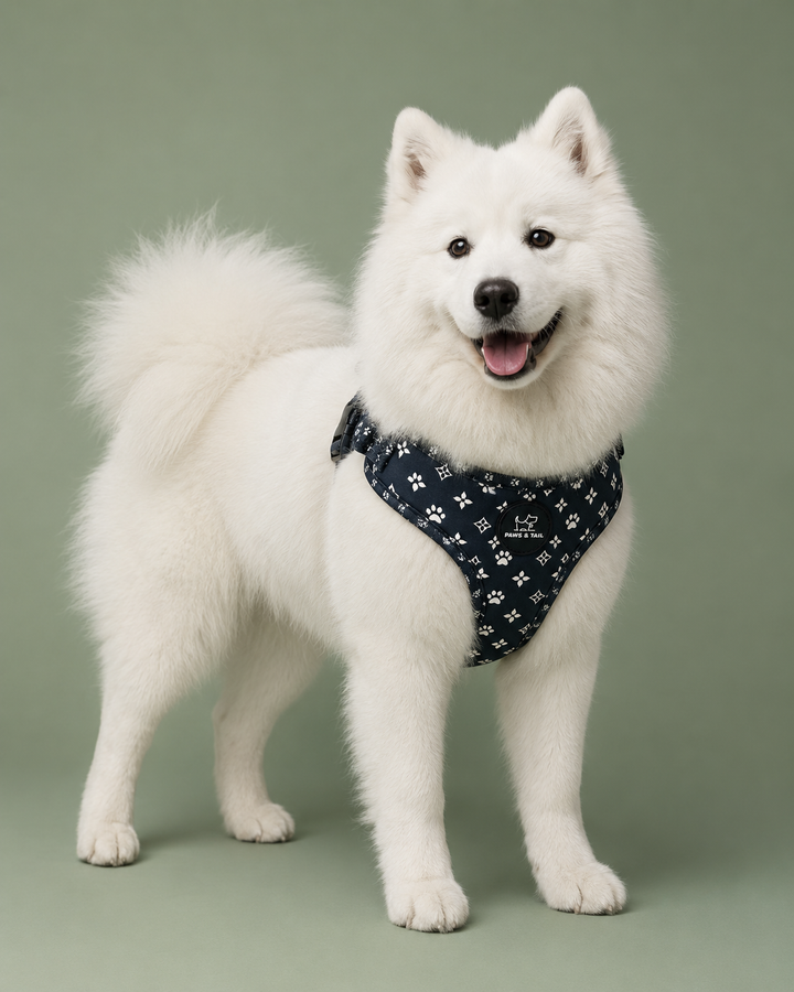 Black Diamond Harness