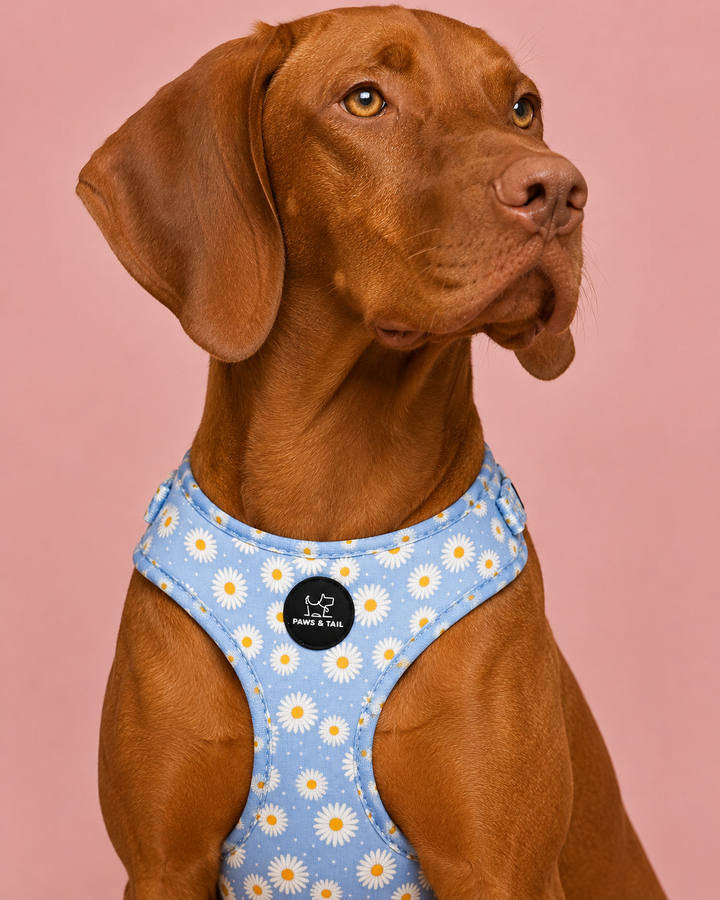 Daisy Daze Harness