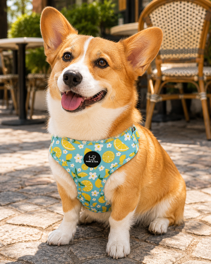 Sunny Citrus Bloom Harness