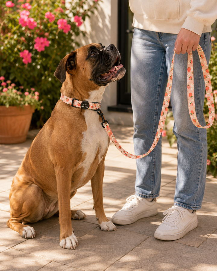 Peachy Bloom Leash