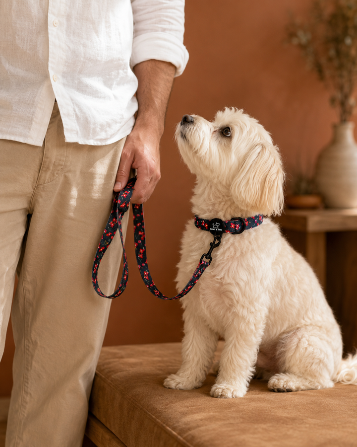 Rosé Reverie Leash